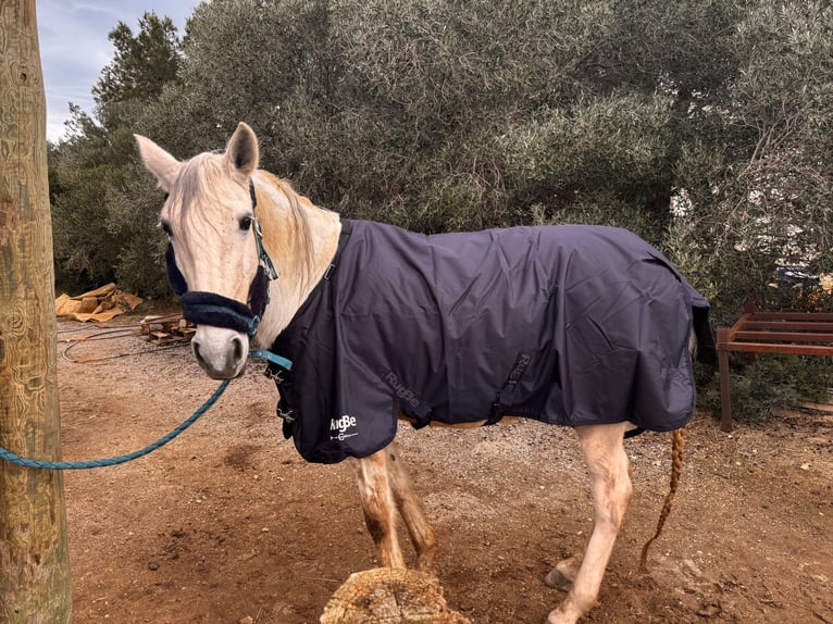Lusitanien Étalon 14 Ans 160 cm Gris in Fitou