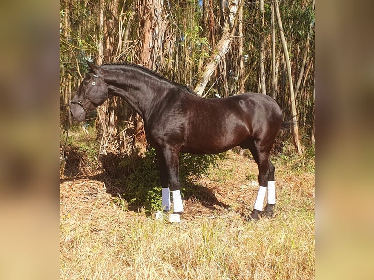 Lusitanien Étalon 14 Ans 164 cm Noir in Braunau