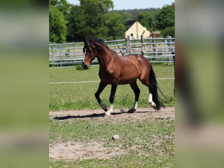 Lusitanien Étalon 16 Ans 155 cm Bai in Wittstock/Dosse Zootzen