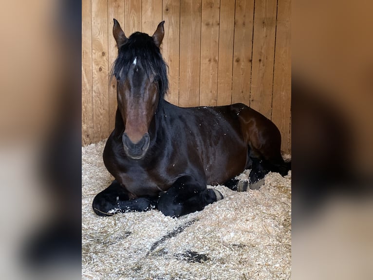 Lusitanien Étalon 16 Ans 156 cm Bai brun in Bermatingen