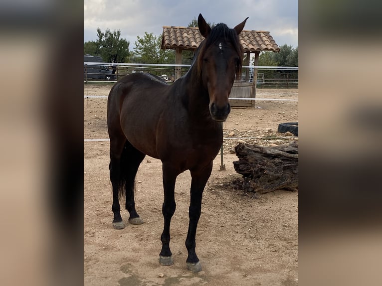 Lusitanien Étalon 16 Ans 156 cm Bai brun in Bermatingen