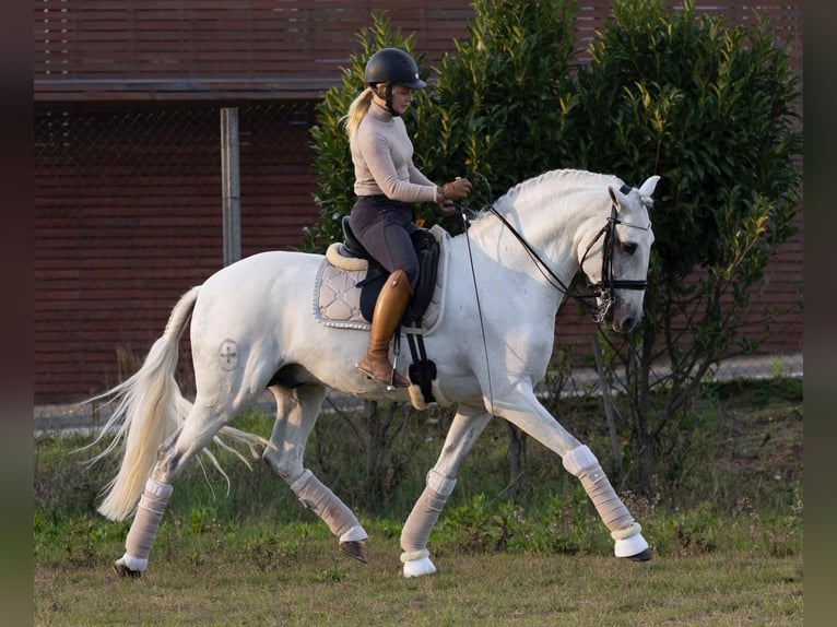 Lusitanien Étalon 16 Ans 161 cm Gris in Rio Maior