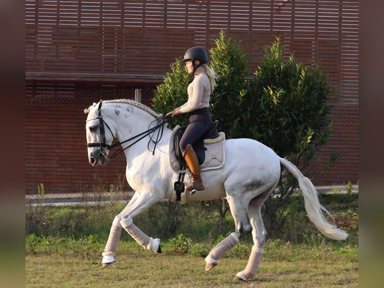 Lusitanien Étalon 16 Ans 161 cm Gris in Rio Maior