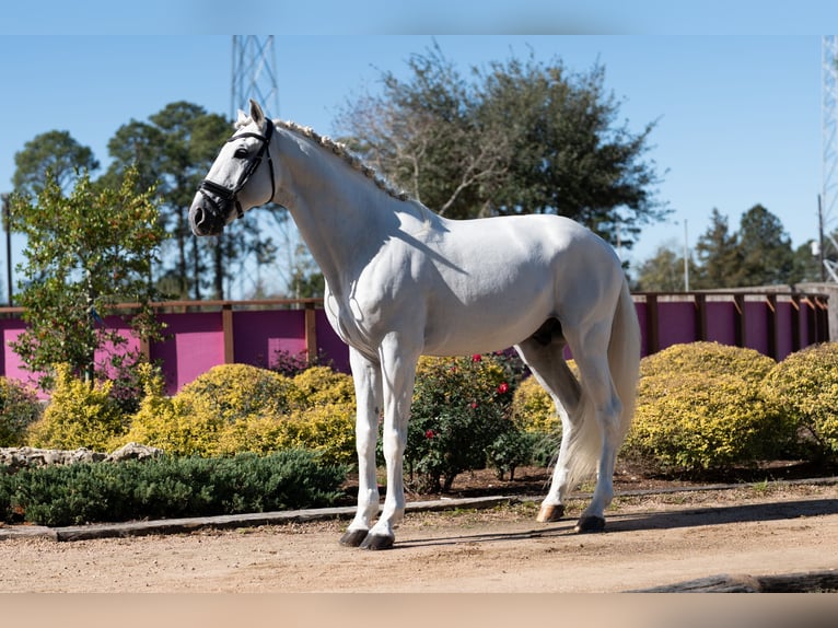 Lusitanien Étalon 16 Ans 163 cm Gris in Magnolia