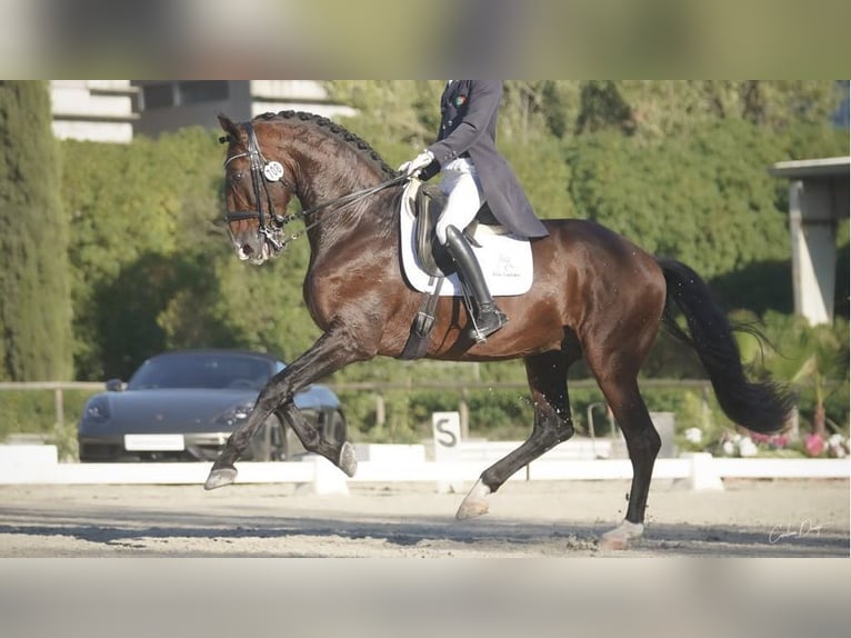 Lusitanien Étalon 17 Ans 170 cm Bai cerise in NAVAS DEL MADRONO