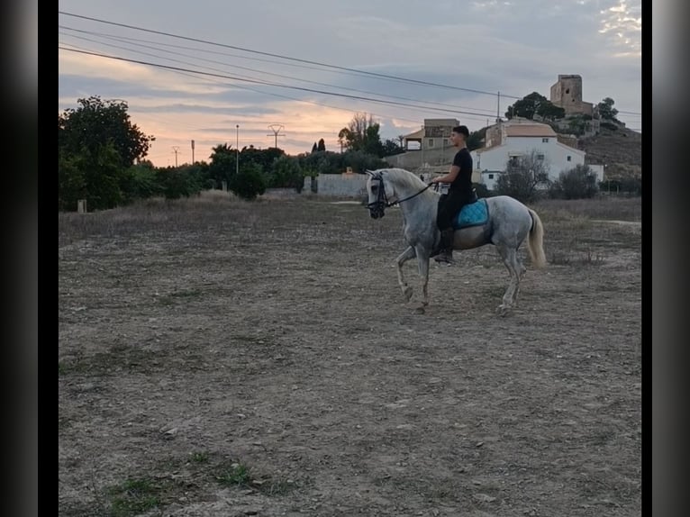 Lusitanien Étalon 18 Ans 160 cm Gris in Villajoyosa