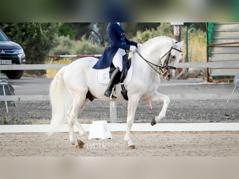 Lusitanien Étalon 18 Ans 162 cm Gris in NAVAS DEL MADRONO