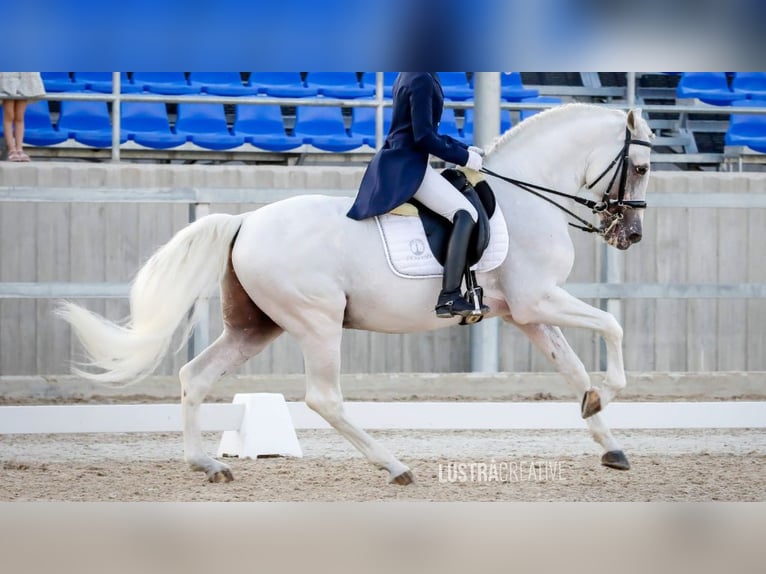 Lusitanien Étalon 18 Ans 162 cm Gris in NAVAS DEL MADRONO