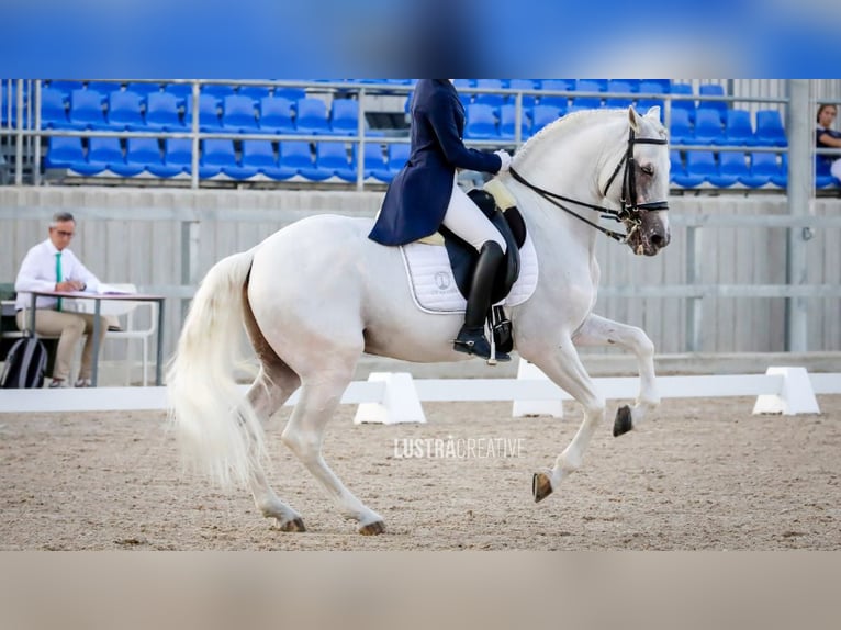 Lusitanien Étalon 18 Ans 162 cm Gris in NAVAS DEL MADRONO