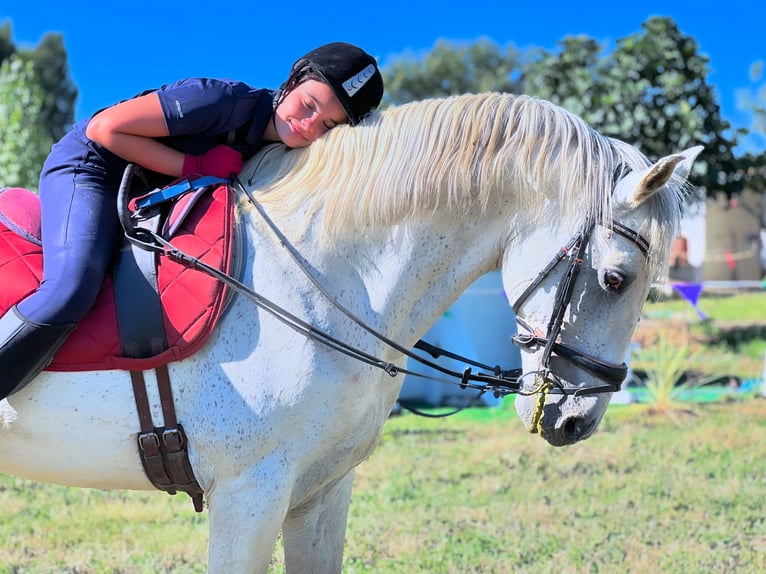 Lusitanien Croisé Étalon 19 Ans 159 cm Gris in Seia