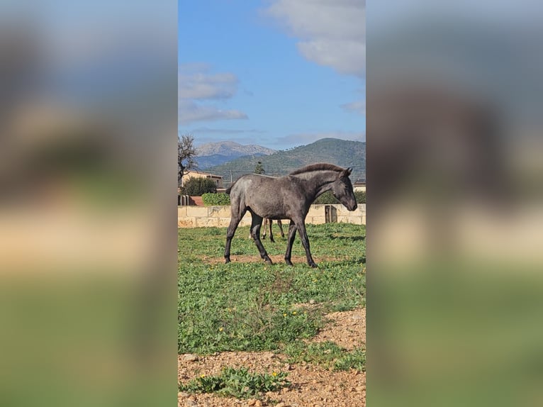 Lusitanien Croisé Étalon 1 Année 135 cm Rouan Bleu in Inca