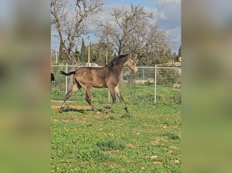 Lusitanien Croisé Étalon 1 Année 135 cm Rouan Bleu in Inca