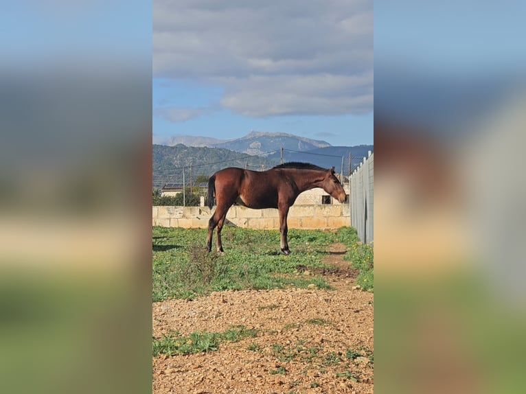 Lusitanien Croisé Étalon 1 Année 135 cm Rouan Bleu in Inca