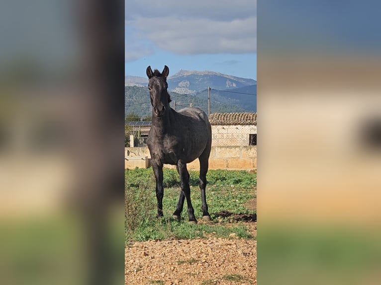 Lusitanien Croisé Étalon 1 Année 135 cm Rouan Bleu in Inca