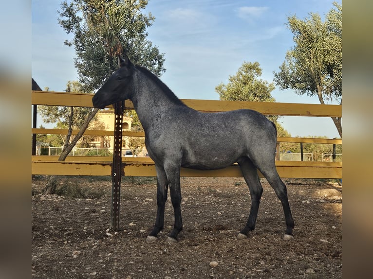 Lusitanien Croisé Étalon 1 Année 135 cm Rouan Bleu in Inca