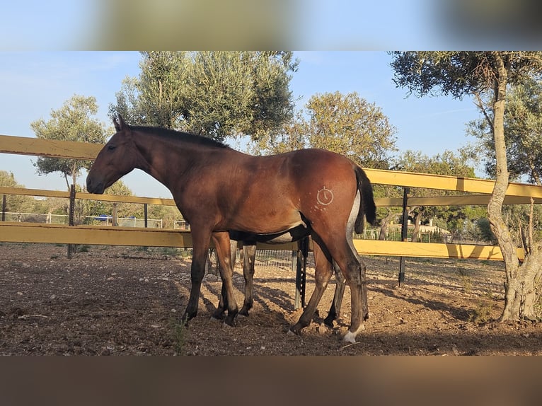 Lusitanien Croisé Étalon 1 Année 135 cm Rouan Bleu in Inca