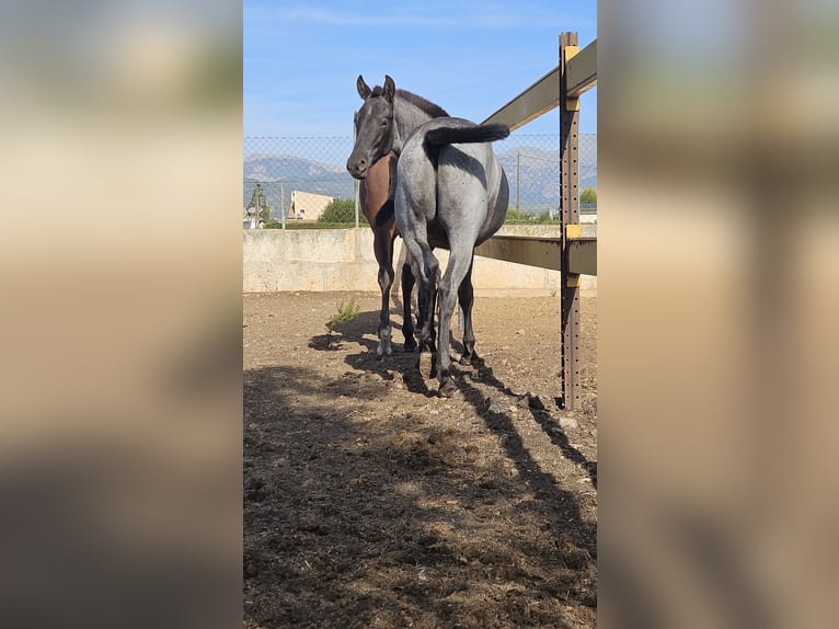 Lusitanien Croisé Étalon 1 Année 135 cm Rouan Bleu in Inca