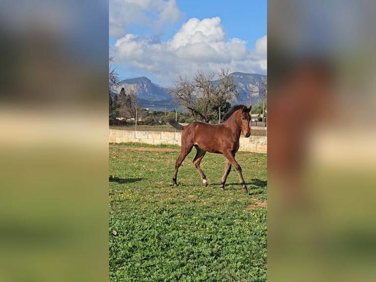 Lusitanien Croisé Étalon 1 Année 135 cm Rouan Bleu in Inca