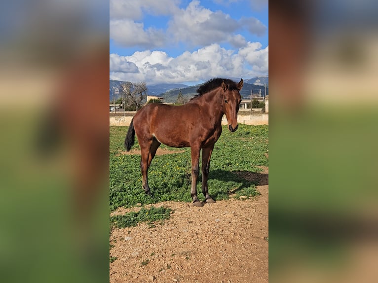 Lusitanien Croisé Étalon 1 Année 135 cm Rouan Bleu in Inca