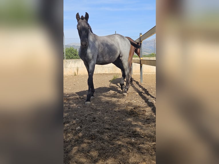 Lusitanien Croisé Étalon 1 Année 135 cm Rouan Bleu in Inca