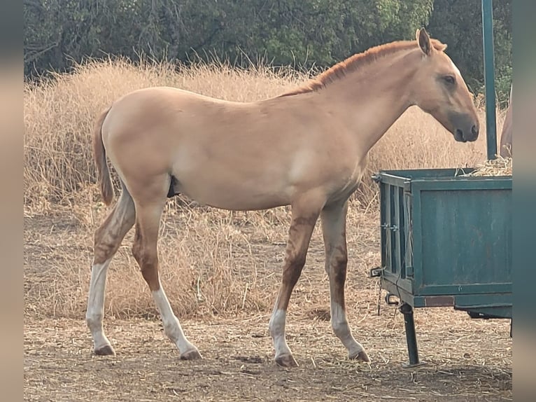 Lusitanien Étalon 1 Année 145 cm Dunalino in Valencia