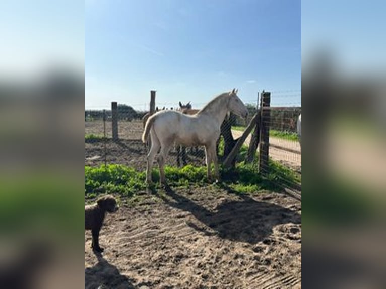 Lusitanien Étalon 1 Année 150 cm Blanc in Pilas