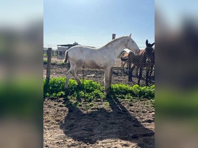 Lusitanien Étalon 1 Année 150 cm Blanc in Pilas