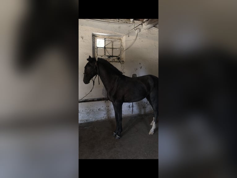 Lusitanien Étalon 1 Année 153 cm Gris in Castelo Branco