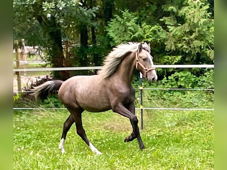 Lusitanien Croisé Étalon 1 Année 155 cm Gris pommelé in Bramstedt