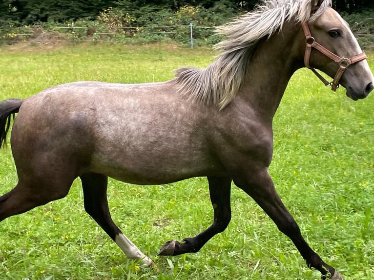 Lusitanien Croisé Étalon 1 Année 155 cm Gris pommelé in Bramstedt