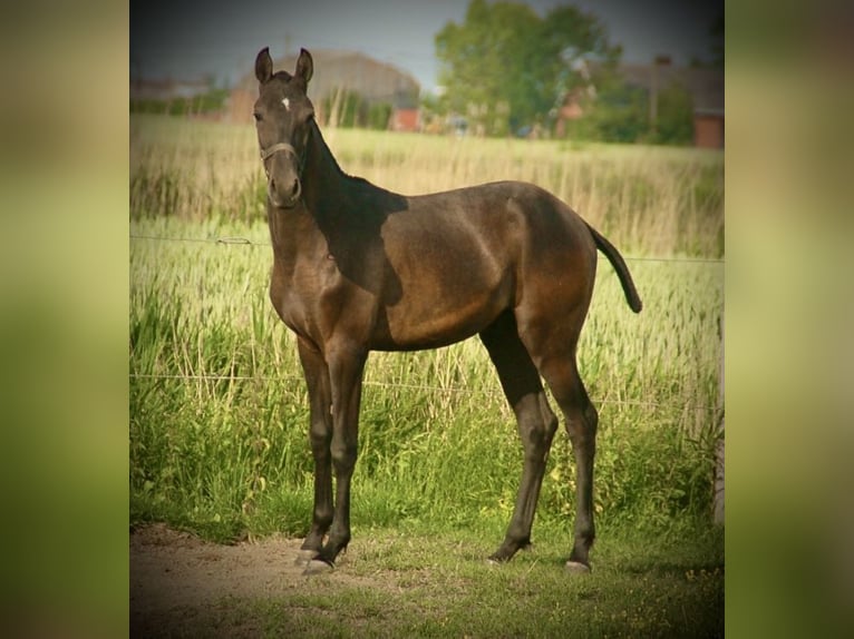 Lusitanien Étalon 1 Année 158 cm Gris in Bredene