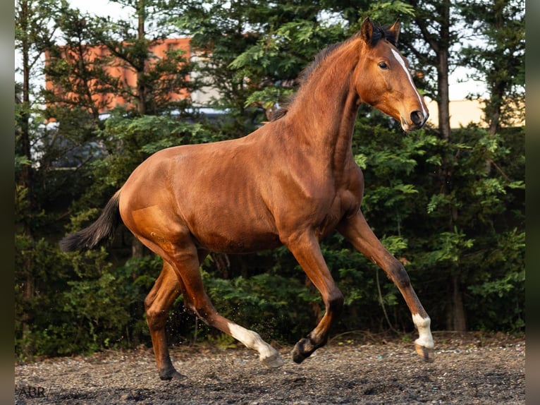 Lusitanien Étalon 1 Année 159 cm Bai in Nogueira da Regedoura