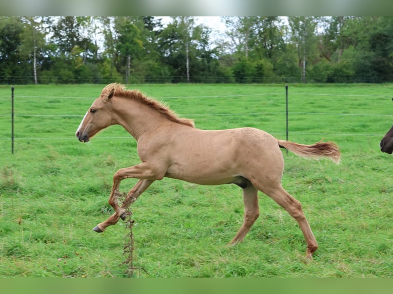 Lusitanien Étalon 1 Année 160 cm Alezan dun in Fuchstal