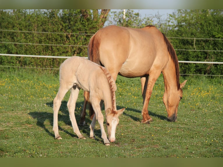 Lusitanien Étalon 1 Année 160 cm Alezan dun in Fuchstal