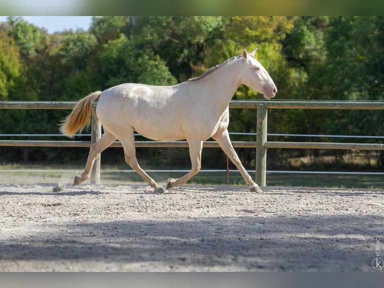 Lusitanien Étalon 1 Année 160 cm Bai in Antras