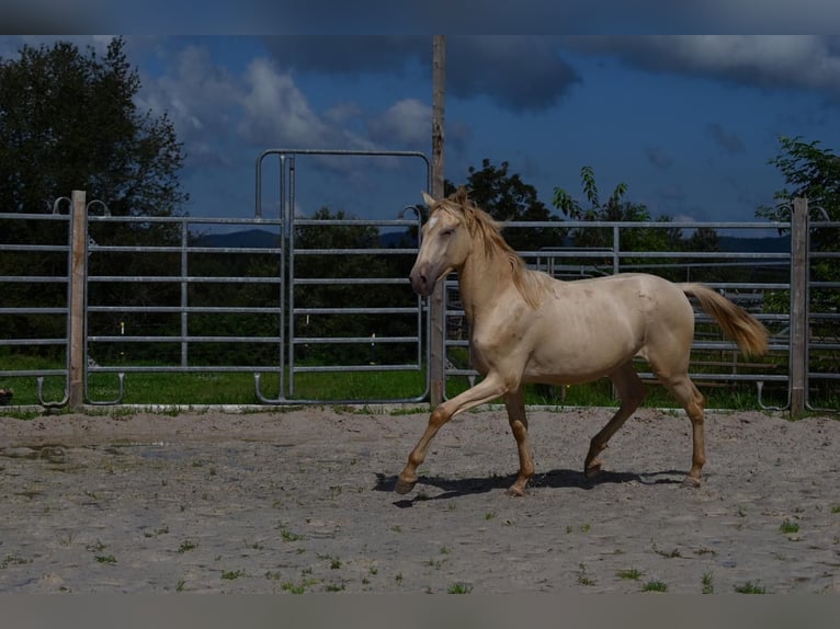 Lusitanien Croisé Étalon 1 Année 160 cm Perle in HarthausenHarthausen