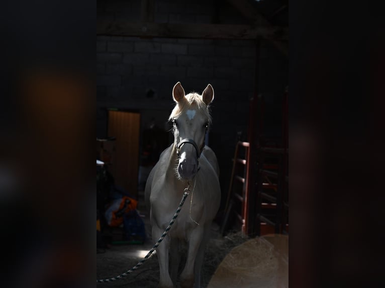 Lusitanien Croisé Étalon 1 Année 160 cm Perle in HarthausenHarthausen