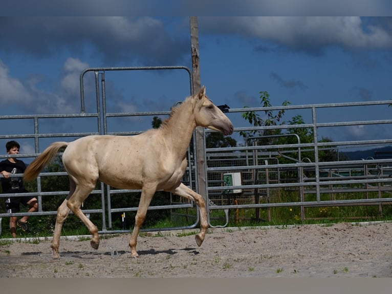 Lusitanien Croisé Étalon 1 Année 160 cm Perle in HarthausenHarthausen