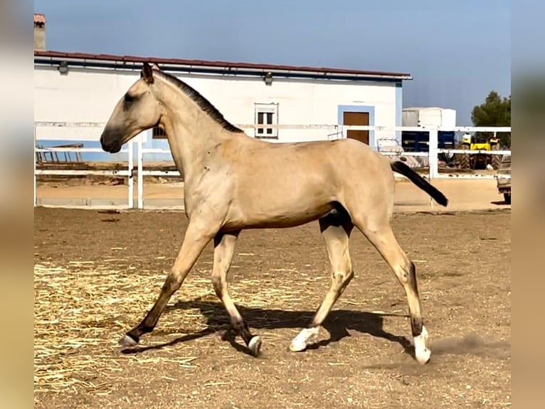 Lusitanien Étalon 1 Année 163 cm Buckskin in Rio Maior