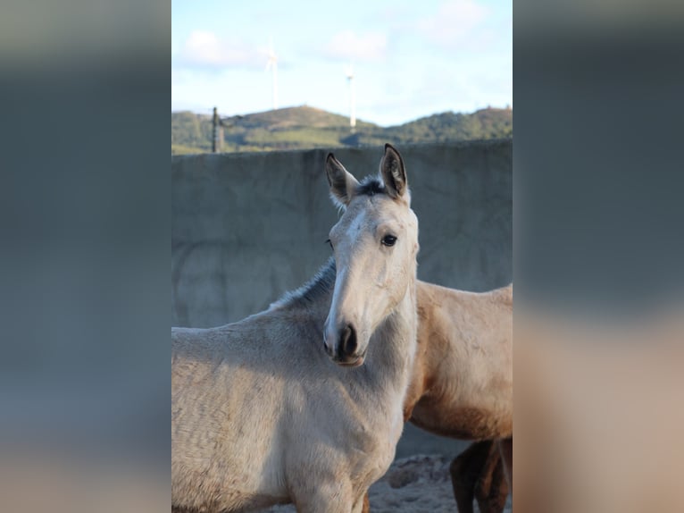 Lusitanien Étalon 1 Année 163 cm Buckskin in Torres vedras