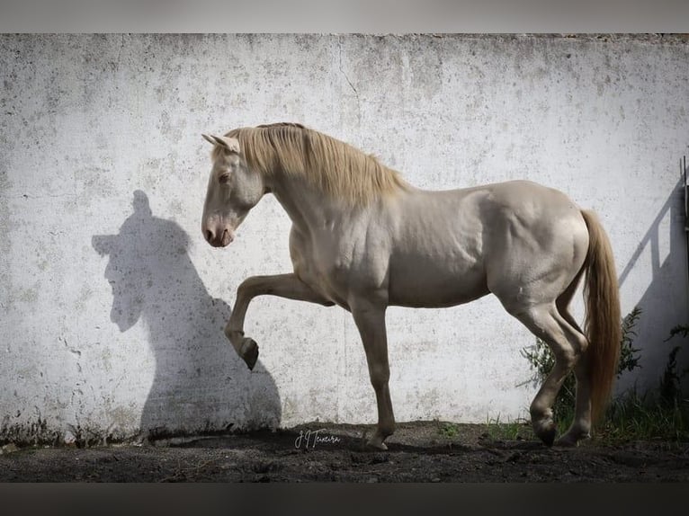 Lusitanien Étalon 1 Année 163 cm Cremello in Rio Maior