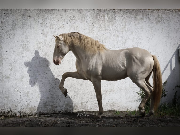 Lusitanien Étalon 1 Année 163 cm Cremello in Rio-Maior