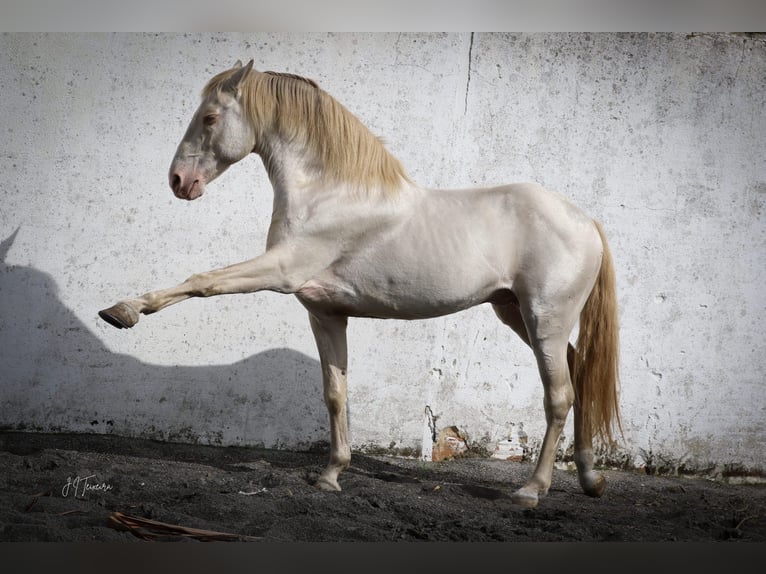 Lusitanien Étalon 1 Année 163 cm Cremello in Rio-Maior