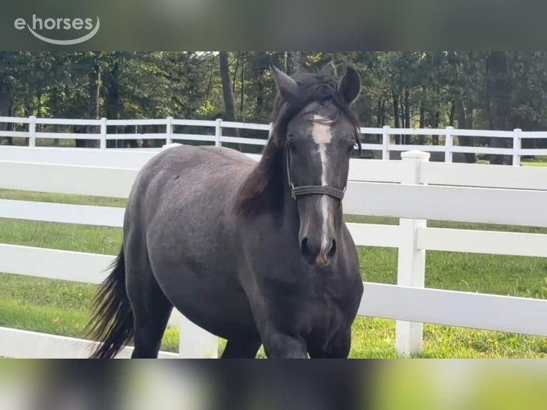 Lusitanien Étalon 1 Année 163 cm Gris in Stockton, NJ