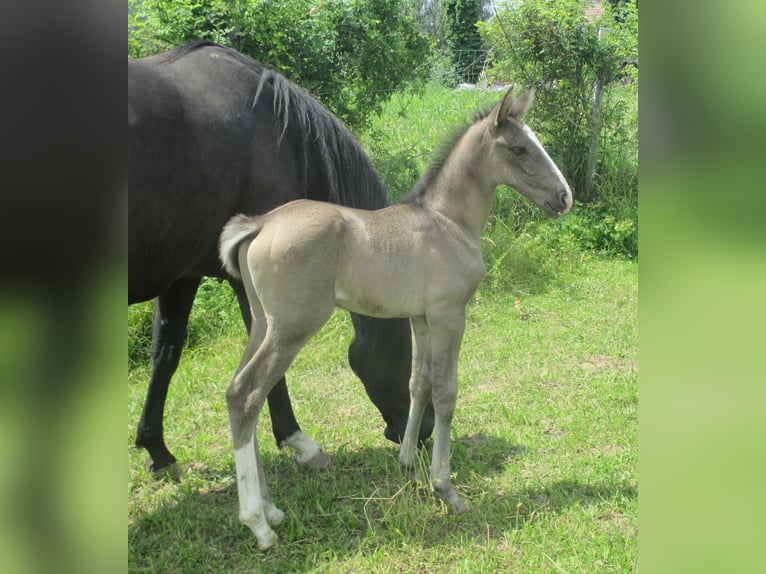 Lusitanien Étalon 1 Année 163 cm Noir in Siegen