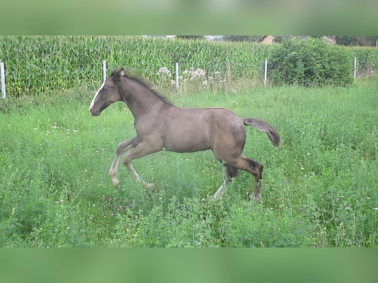 Lusitanien Étalon 1 Année 163 cm Noir in Siegen