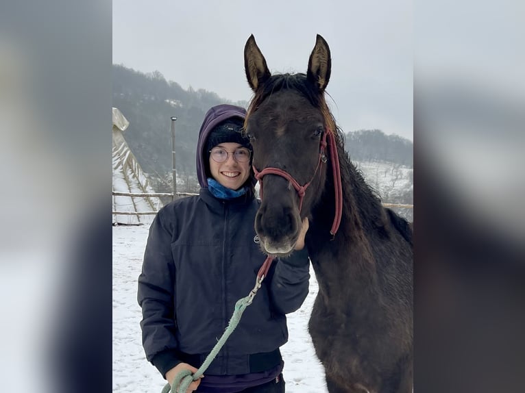 Lusitanien Étalon 1 Année 163 cm in Hýskov