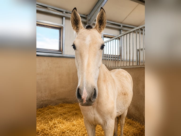 Lusitanien Étalon 1 Année 164 cm Buckskin in Herborn