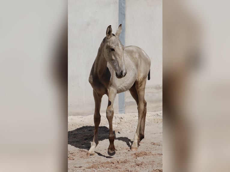Lusitanien Étalon 1 Année 164 cm Buckskin in Torres Vedras