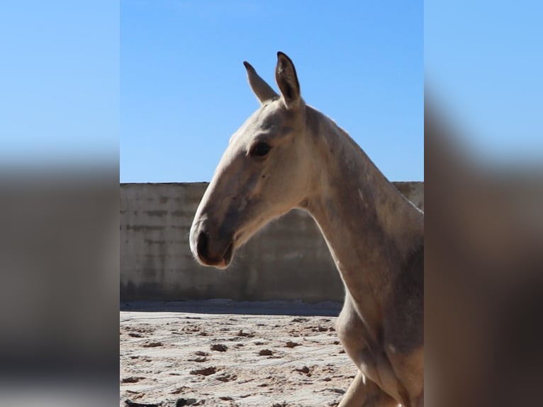 Lusitanien Étalon 1 Année 164 cm Buckskin in Torres Vedras